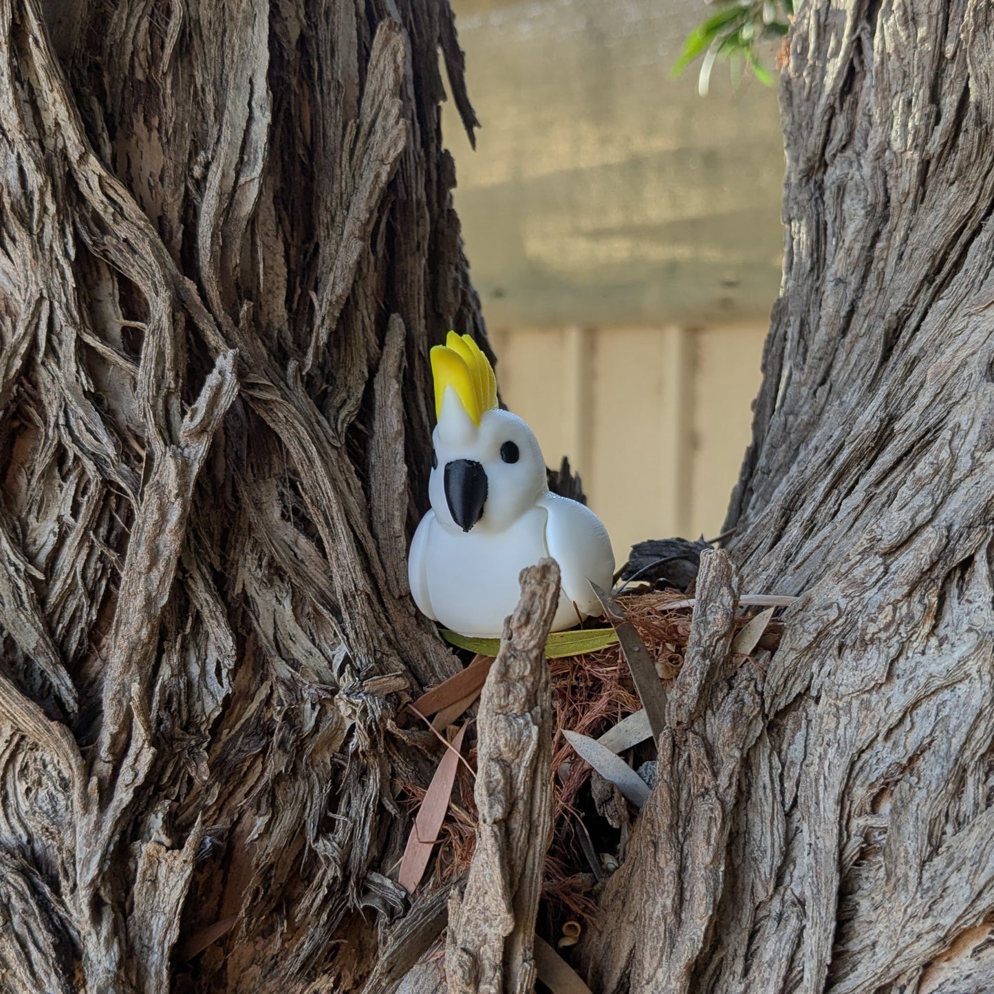 Sulphur-Crested Cockatoo