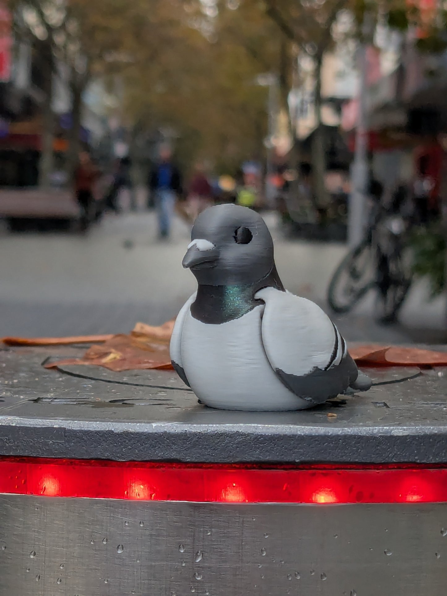 Pigeon