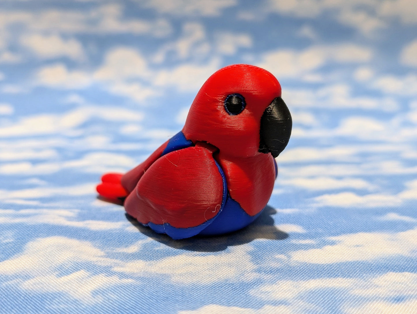 Eclectus Parrot