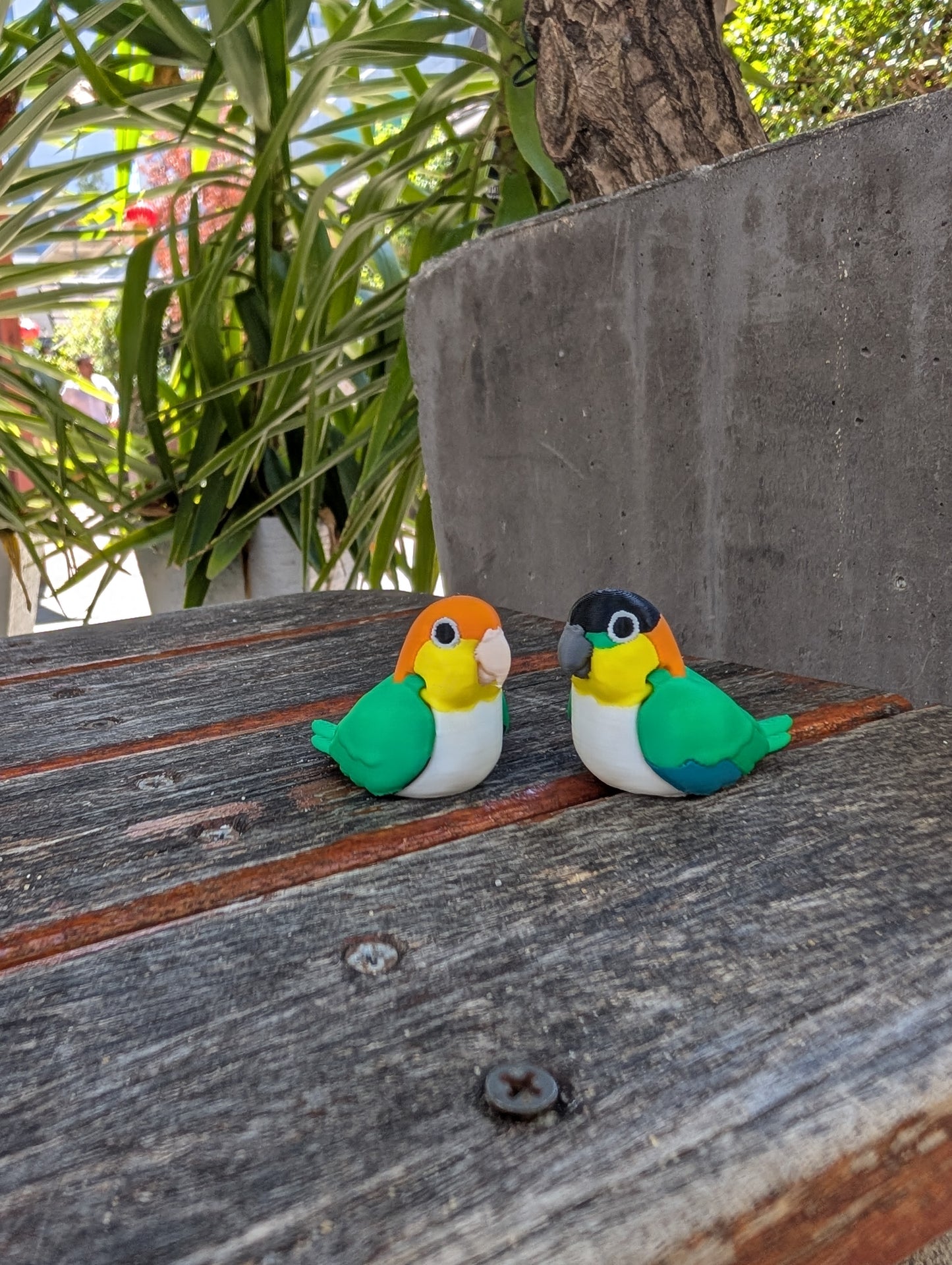 Caique