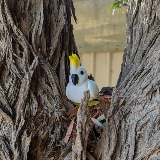 Sulphur-Crested Cockatoo