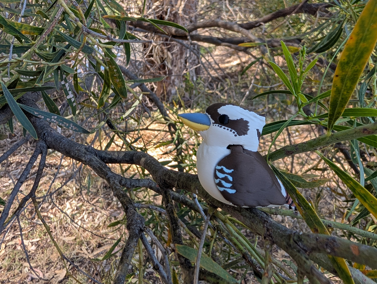 Kookabarra