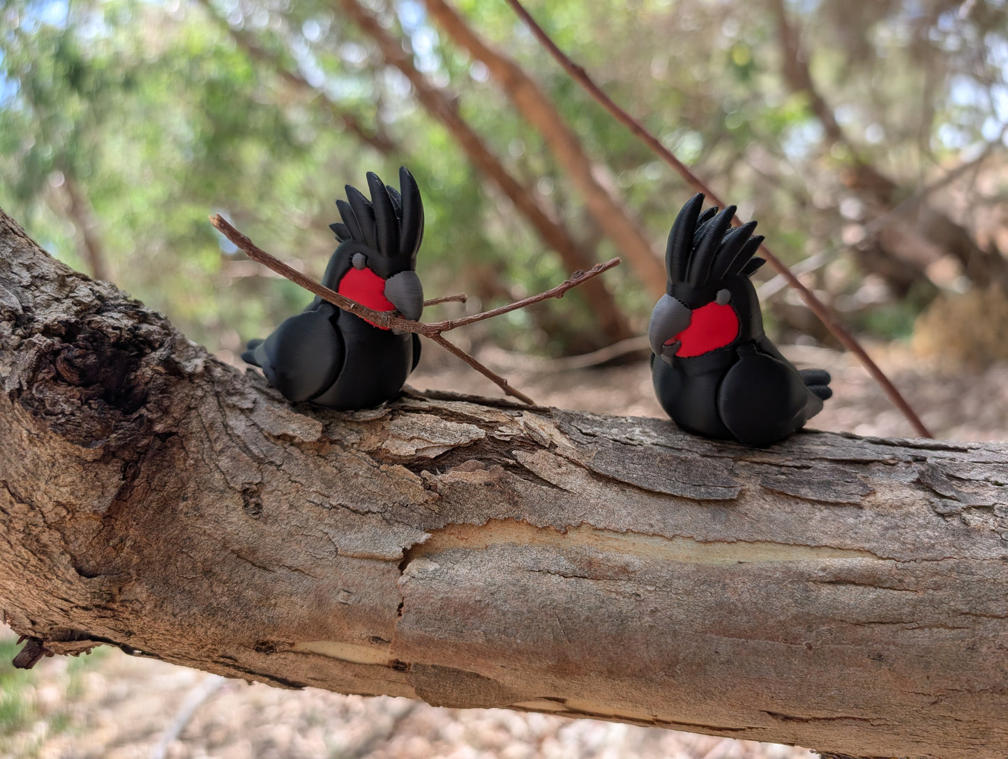 Palm cockatoo