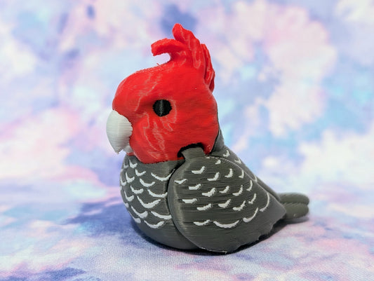 Gang Gang cockatoo