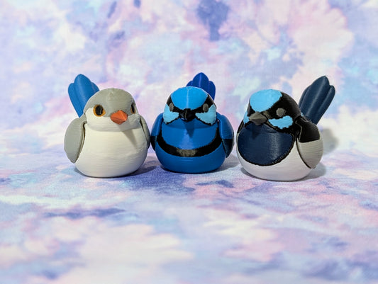 Fairy Wren